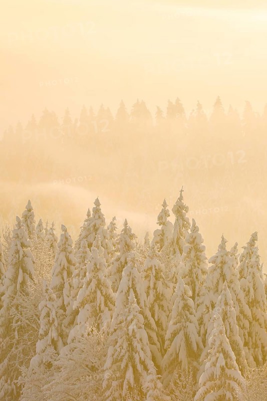 Snowy spruce forest at Ratenpass