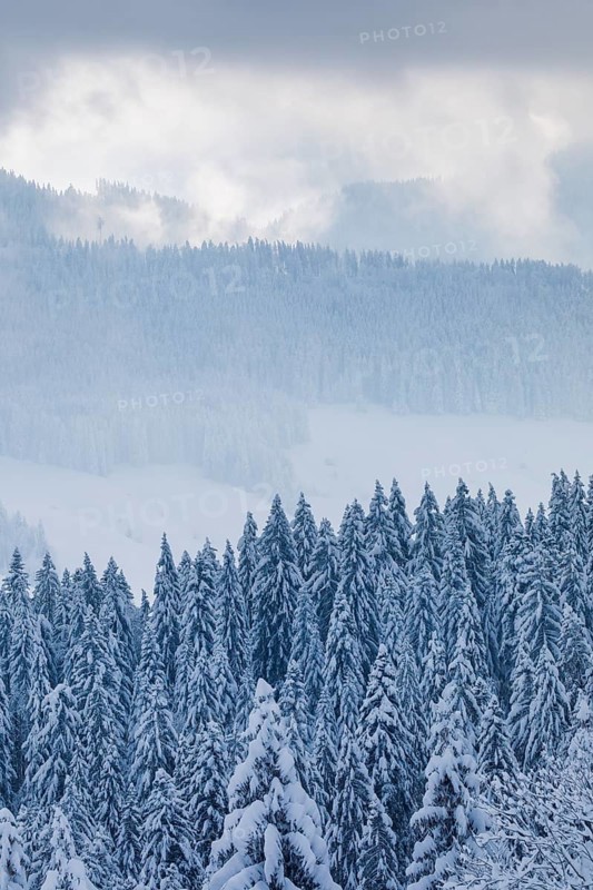 Snowy spruce forest at Ratenpass
