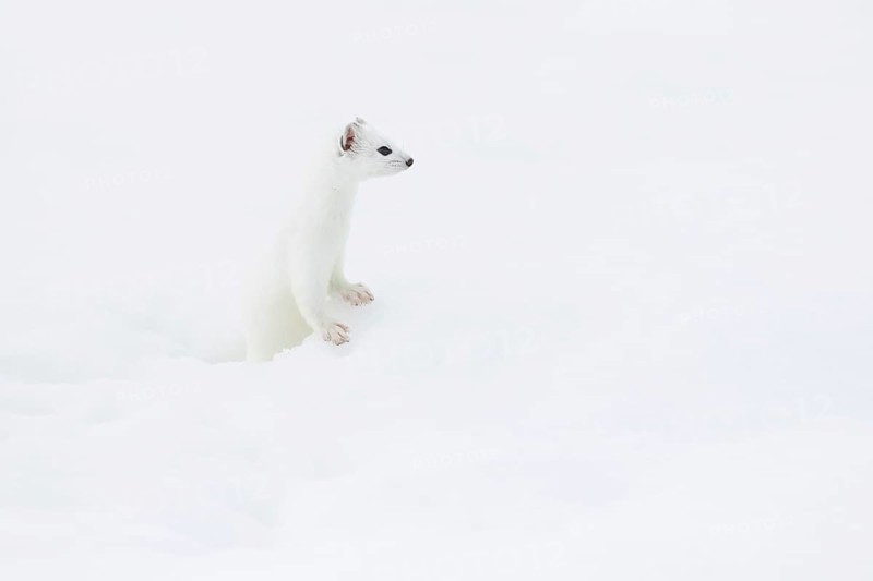 Stoat