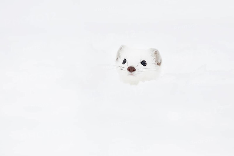 Stoat
