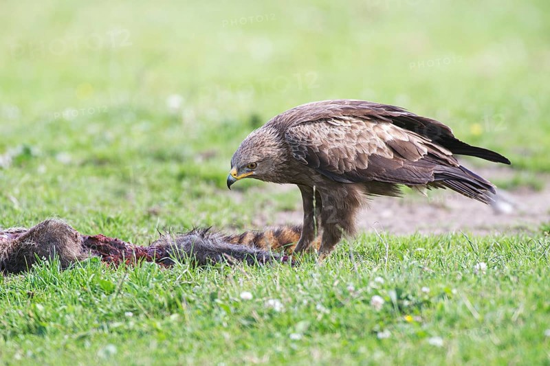 Lesser spotted eagle