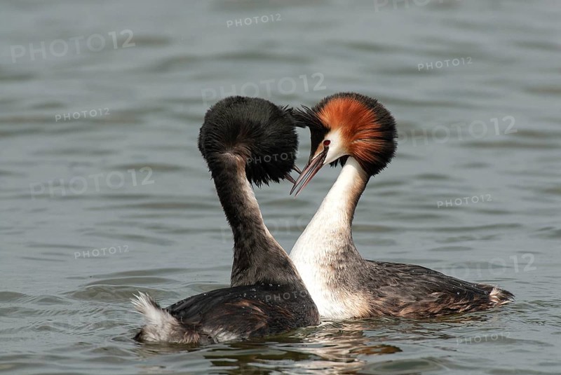 Great crested grebe