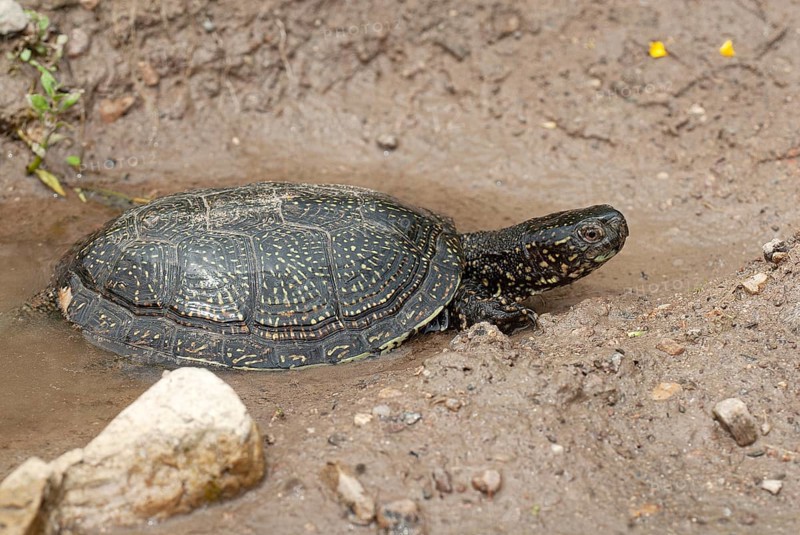 Bog turtle