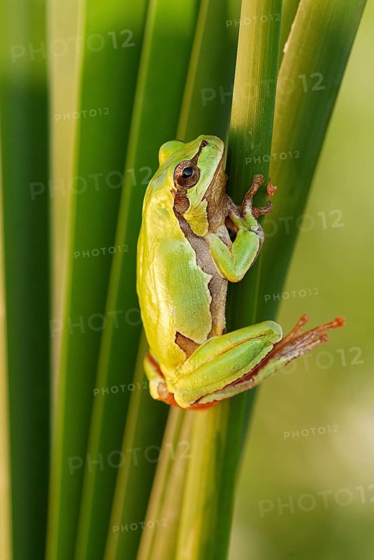 European tree frog