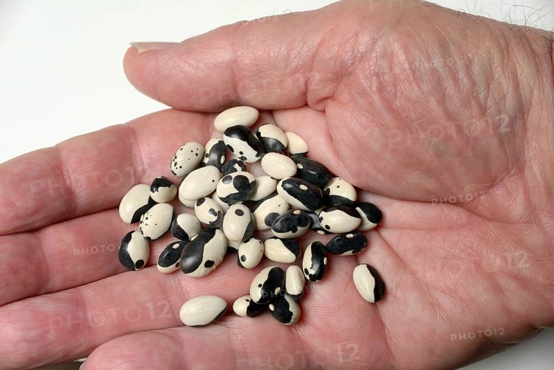 Dried bush beans in hand