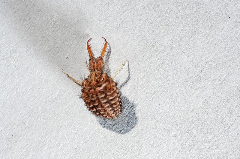 Ant lion