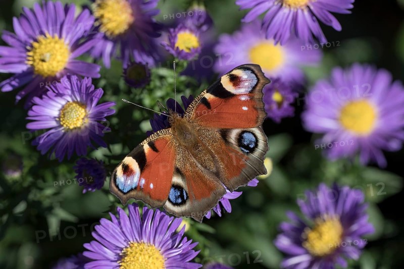 Peacock butterfly