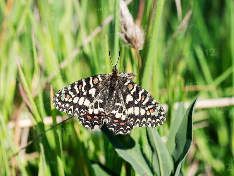 Southern festoon