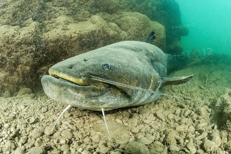 Wels catfish
