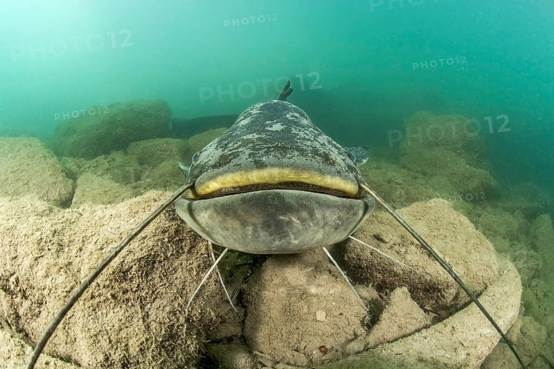 Wels catfish