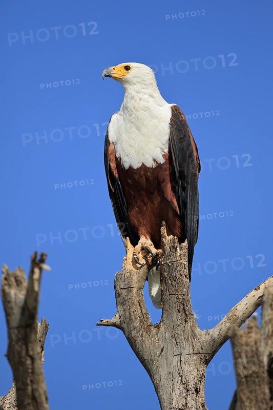African fish eagle