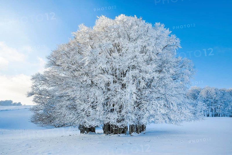 Huge beech tree covered with deep snow under blue sky in Neuchatel Jura