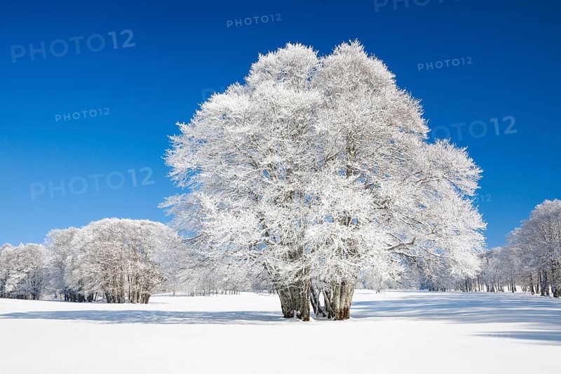 Large beech tree covered with deep snow under blue sky in Neuchatel Jura