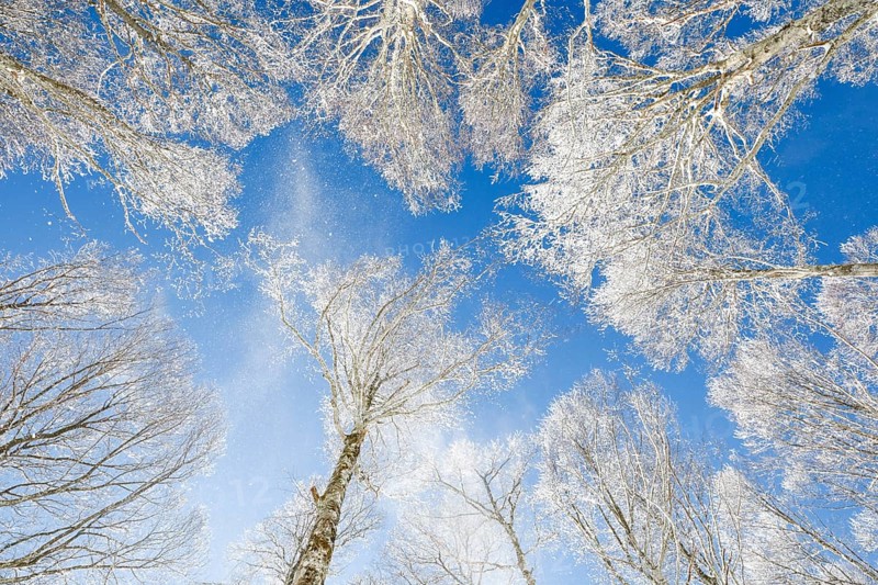 Treetops of deeply snow-covered beech forest in front of blue sky with falling hoarfrost in Neuchatel Jura