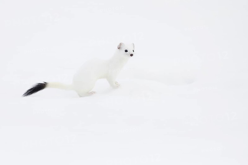 Stoat