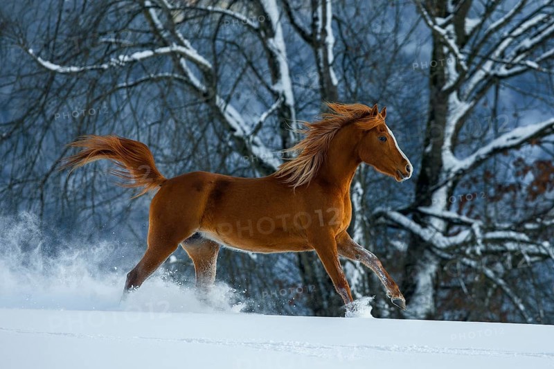Young Arabian chestnut mare galloping through the snow