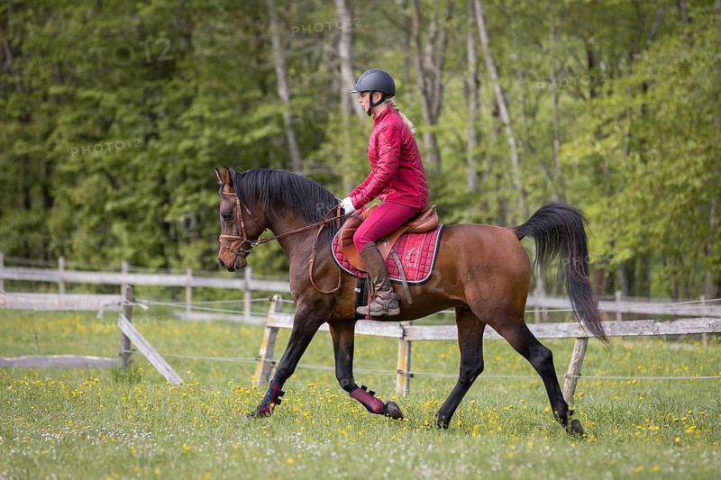 Thoroughbred Arabian stallion ridden on the meadow