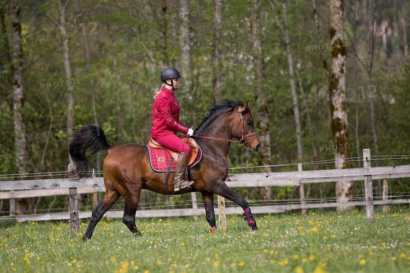 Thoroughbred Arabian stallion ridden on the meadow