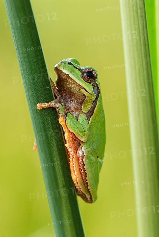 European tree frog