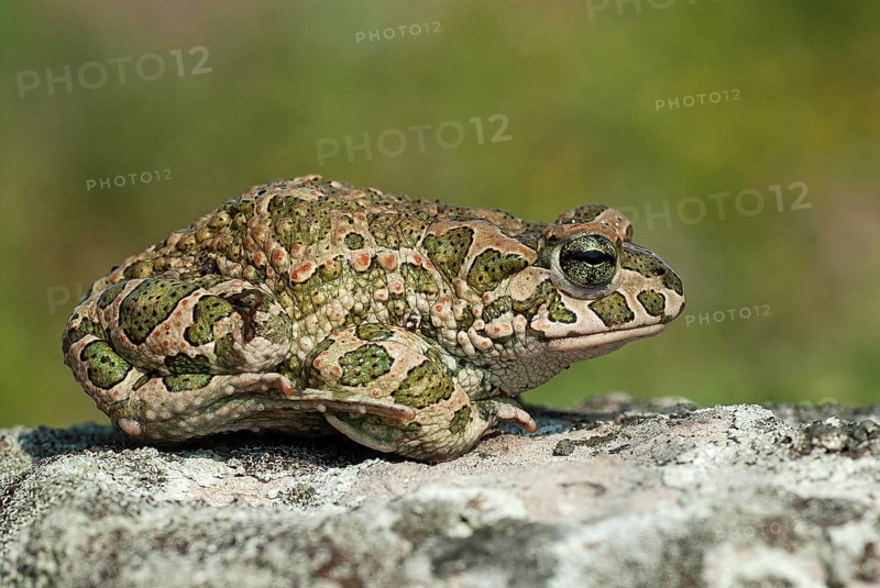 European green toad