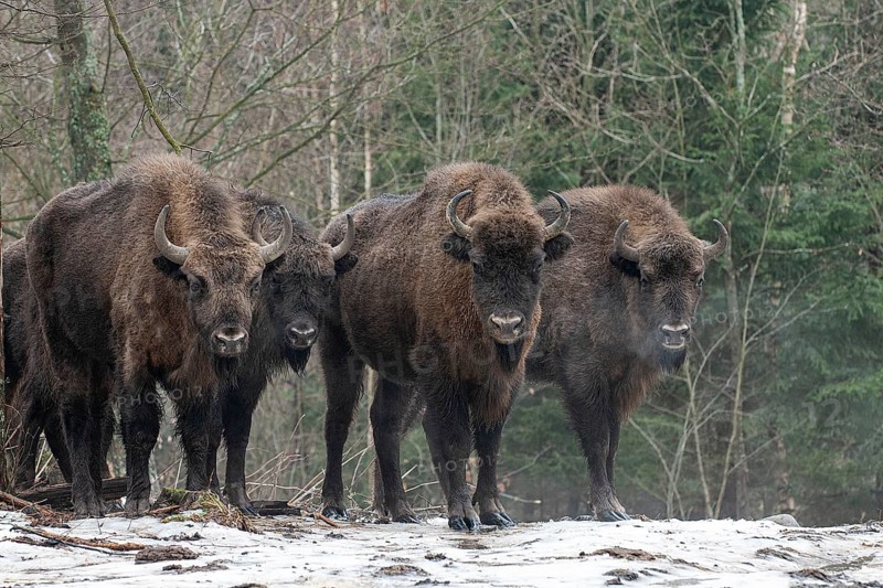European bison