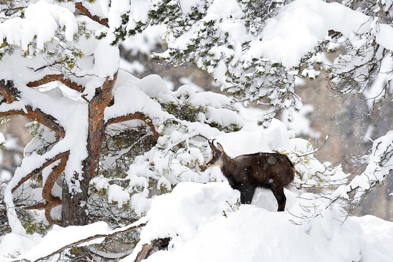 Chamois