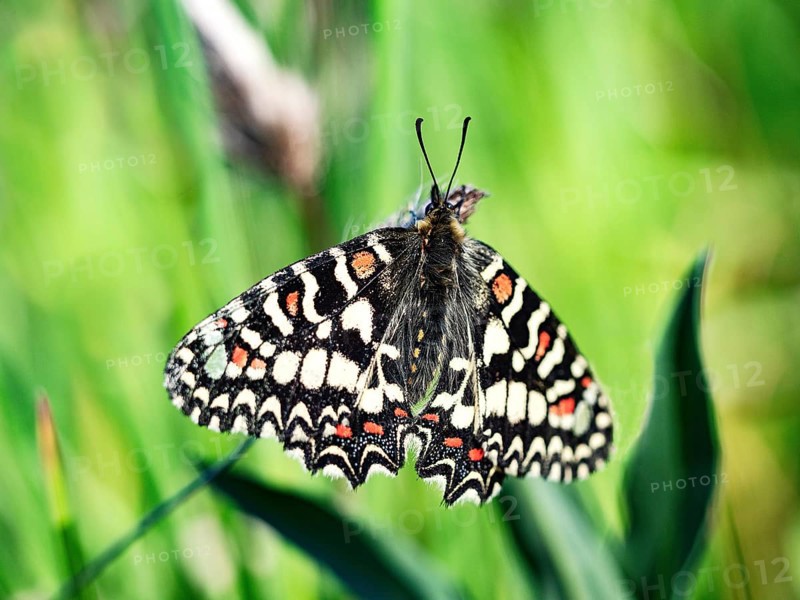 Southern festoon