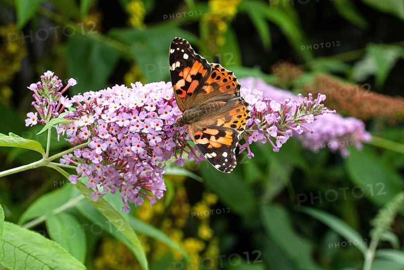 Painted lady