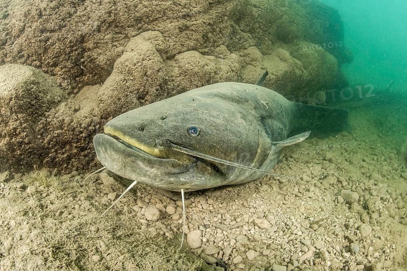 Wels catfish