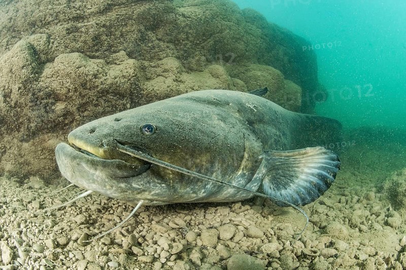 Wels catfish