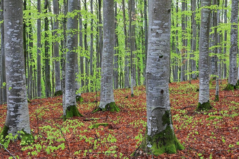 Beech