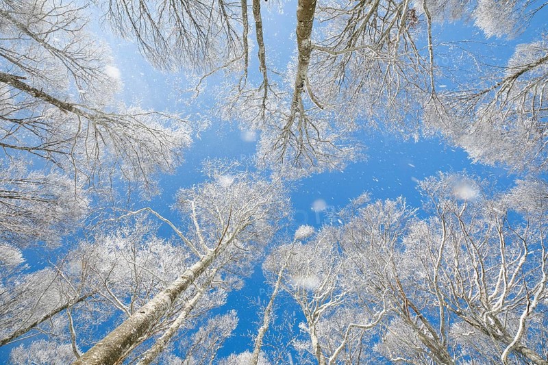 Treetops of deeply snow-covered beech forest in front of blue sky with falling hoarfrost in Neuchatel Jura