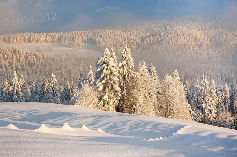 Snowy spruce forest at Ratenpass
