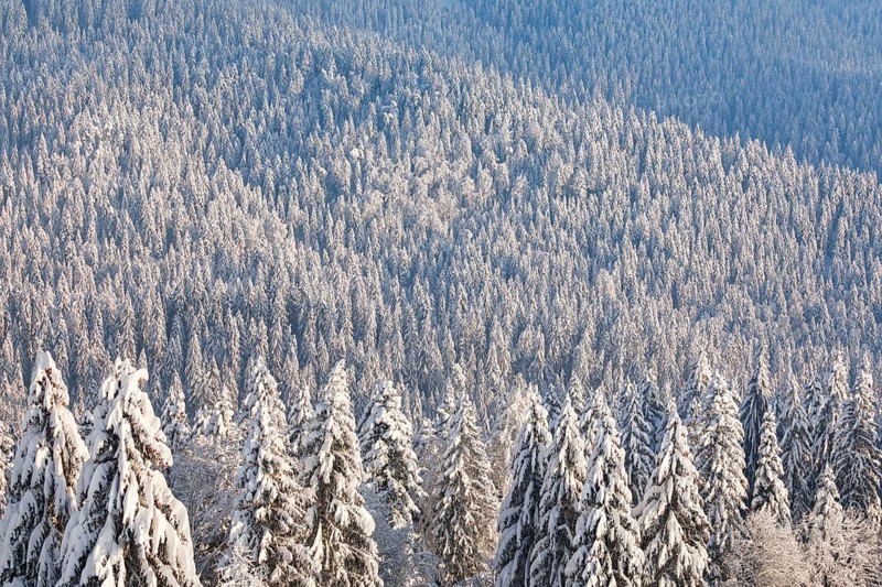 Snowy spruce forest at Ratenpass