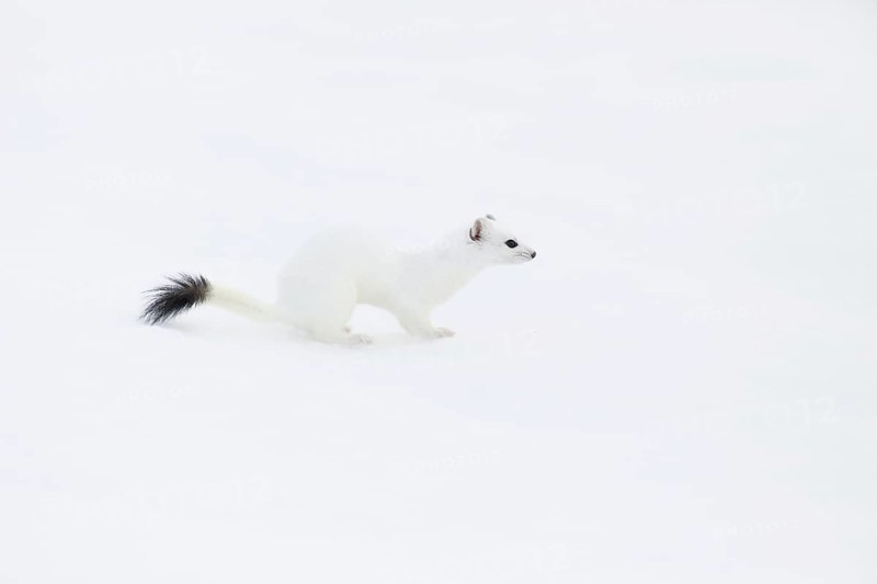 Stoat