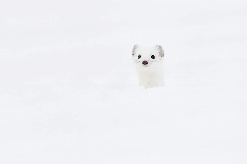 Stoat