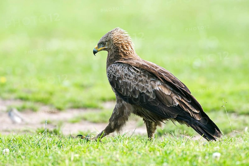 Lesser spotted eagle