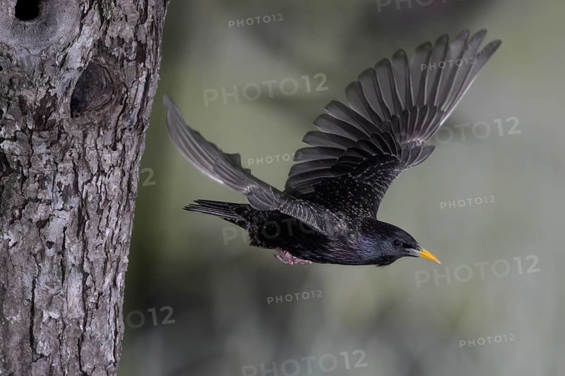 Starling