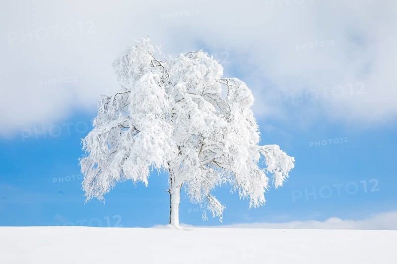 Deeply buried birch tree in Oberaegeri