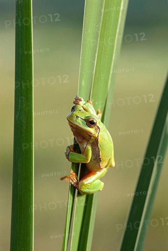 European tree frog