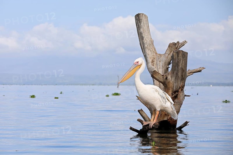 Great white pelican