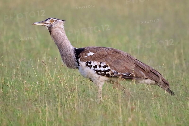 Kori bustard