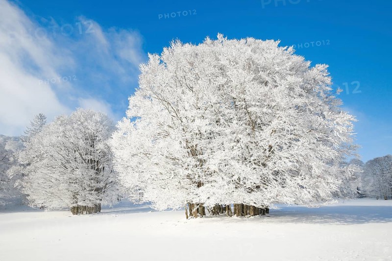 Large beech tree covered with deep snow under blue sky in Neuchatel Jura
