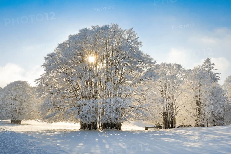 Huge beech tree covered with deep snow and fog in Neuchatel Jura