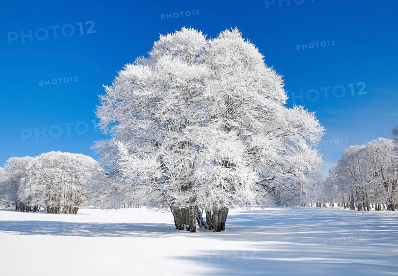 Large beech tree covered with deep snow under blue sky in Neuchatel Jura