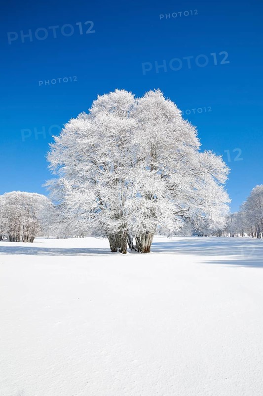 Large beech tree covered with deep snow under blue sky in Neuchatel Jura