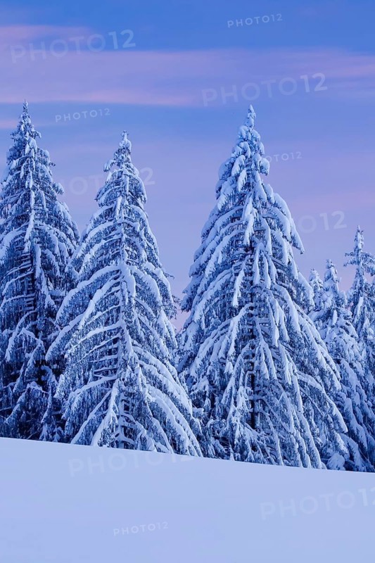 Snowy spruce forest at Ratenpass