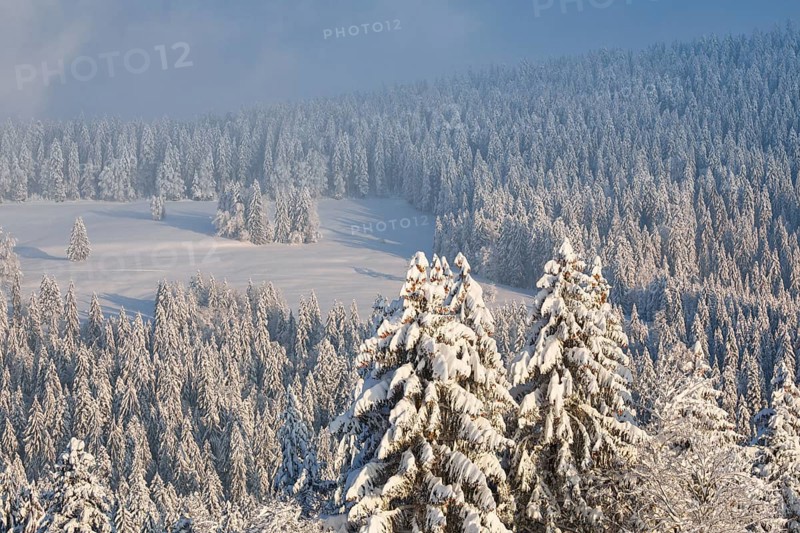 Snowy spruce forest at Ratenpass