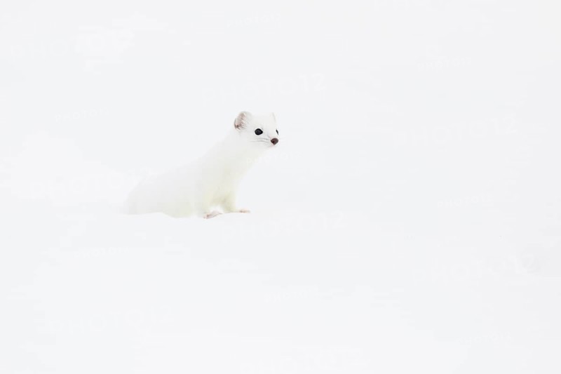 Stoat