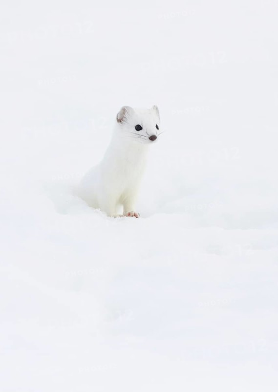 Stoat